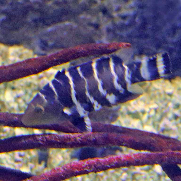 Red-breasted Wrasse
