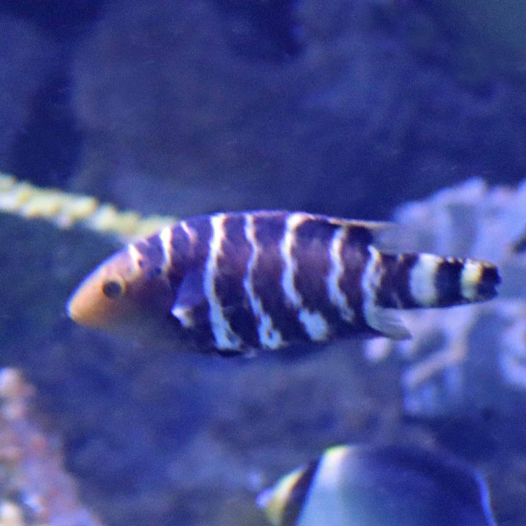 Red-breasted Wrasse