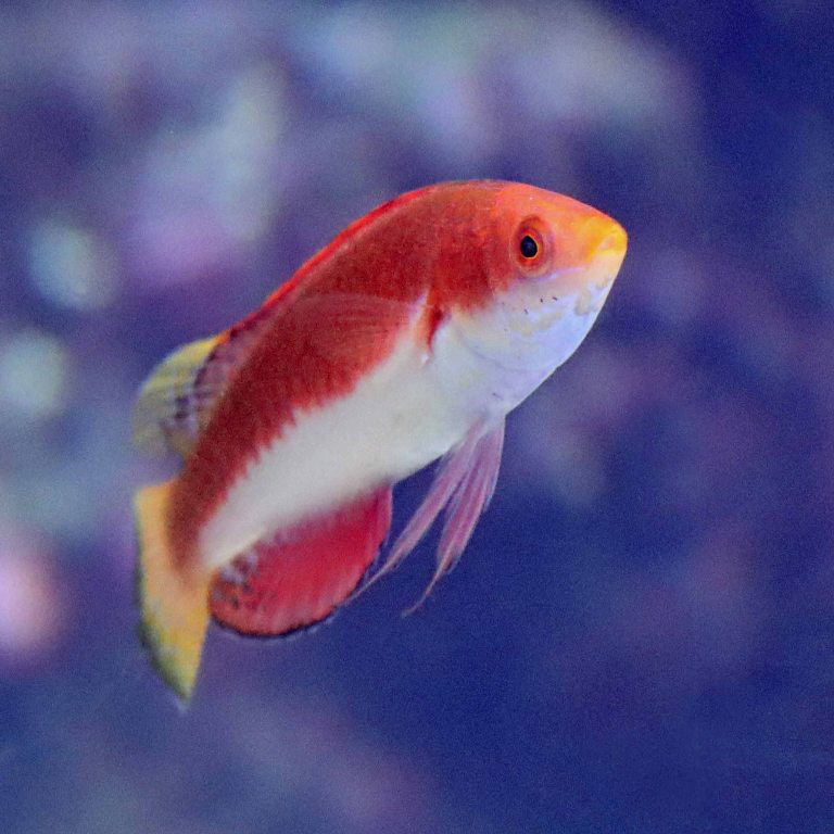 Redfin Fairy Wrasse