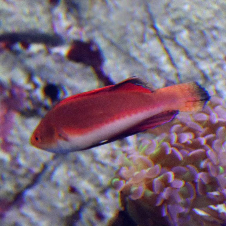 Redfin Fairy Wrasse
