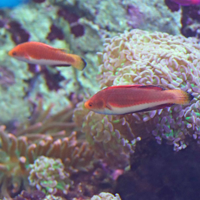 Redfin Fairy Wrasse with Orchid Dottyback