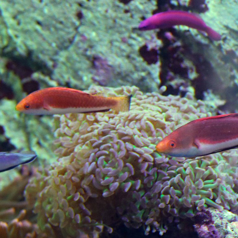 Redfin Fairy Wrasse with Indigo Dottyback