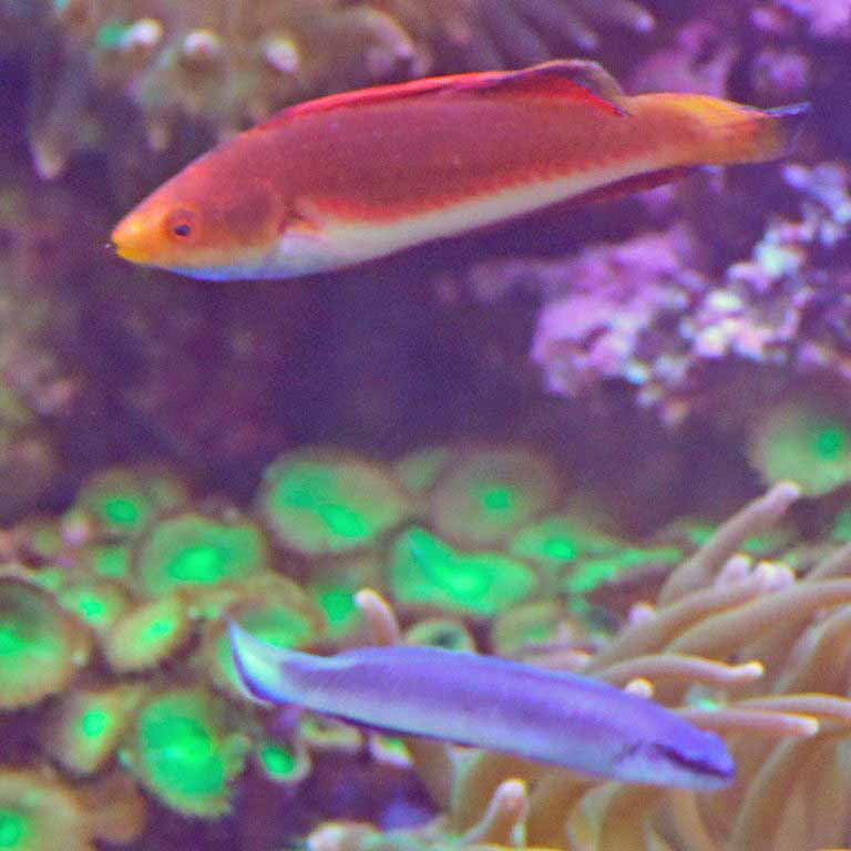 Redfin Fairy Wrasse with Indigo Dottyback