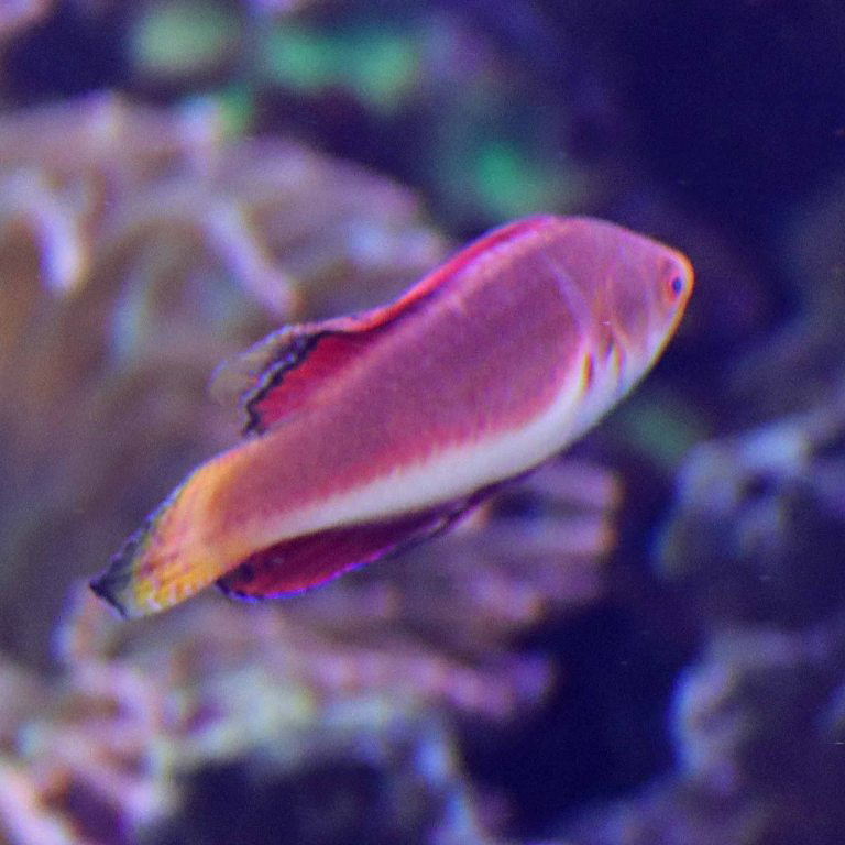 Redfin Fairy Wrasse