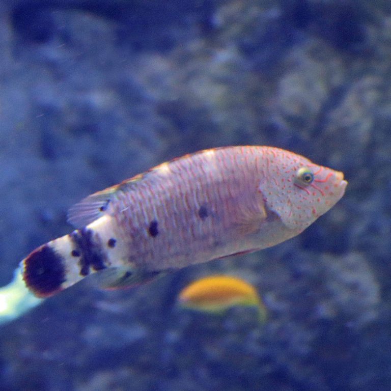 Snooty Wrasse