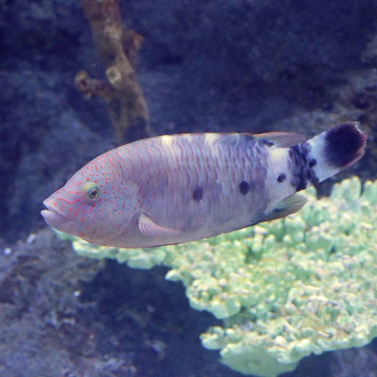Snooty Wrasse