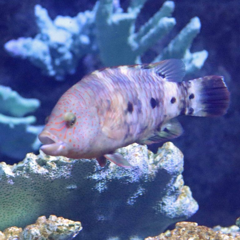 Snooty Wrasse