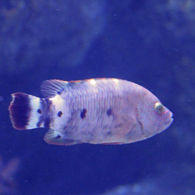 Snooty Wrasse