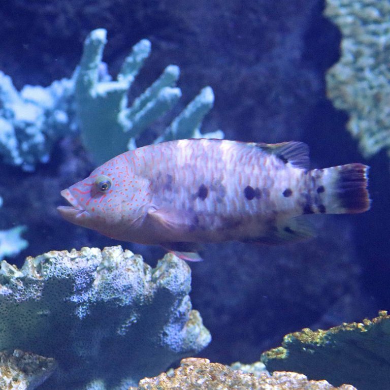 Snooty Wrasse