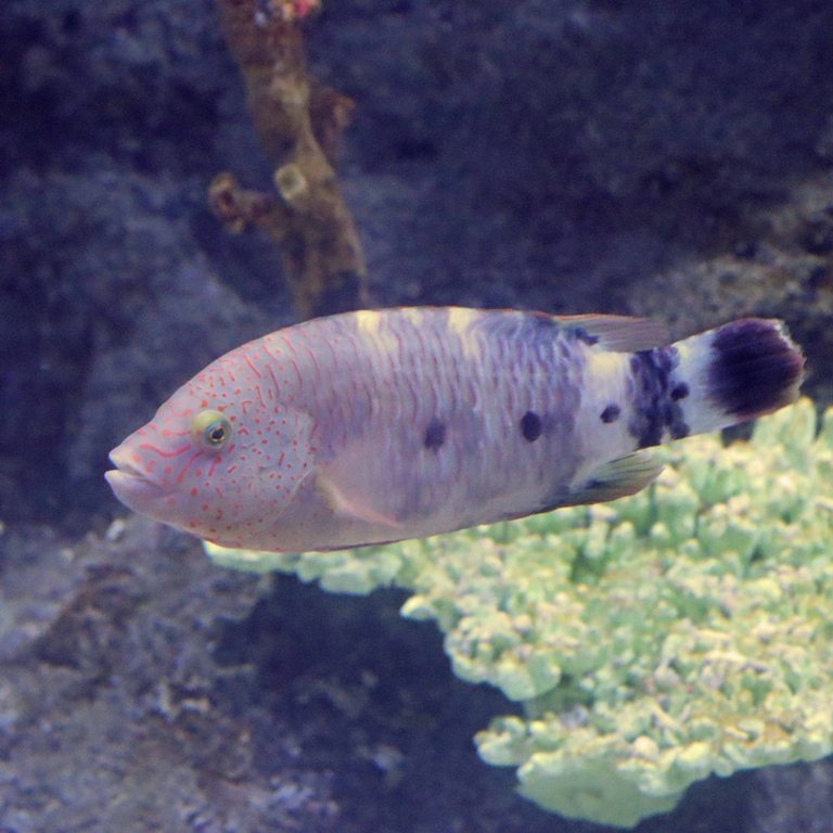 Snooty Wrasse