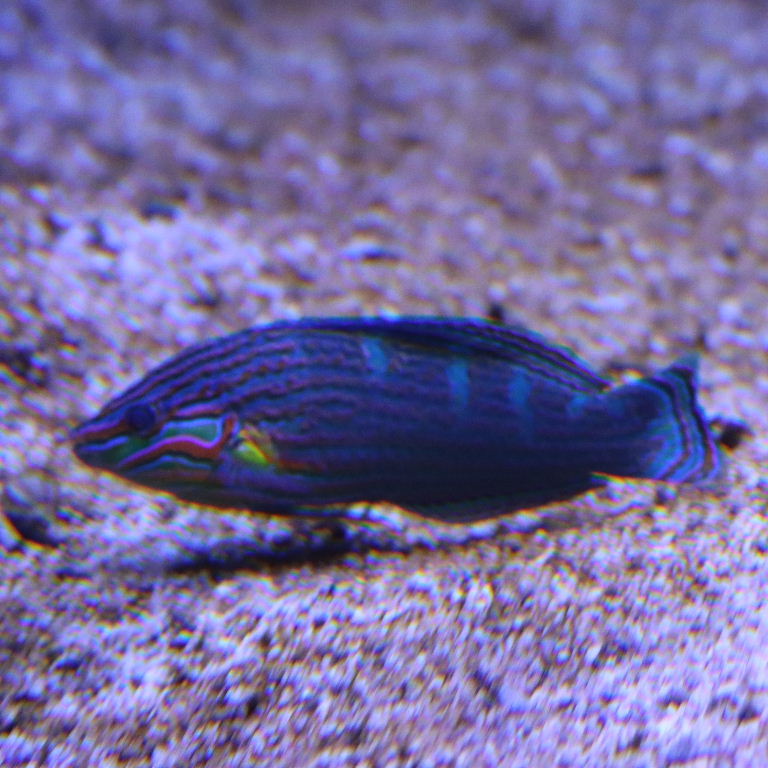 Tail-spot Wrasse