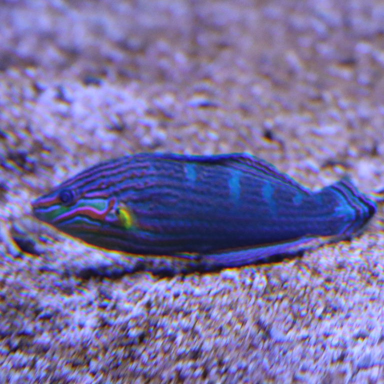 Tail-spot Wrasse
