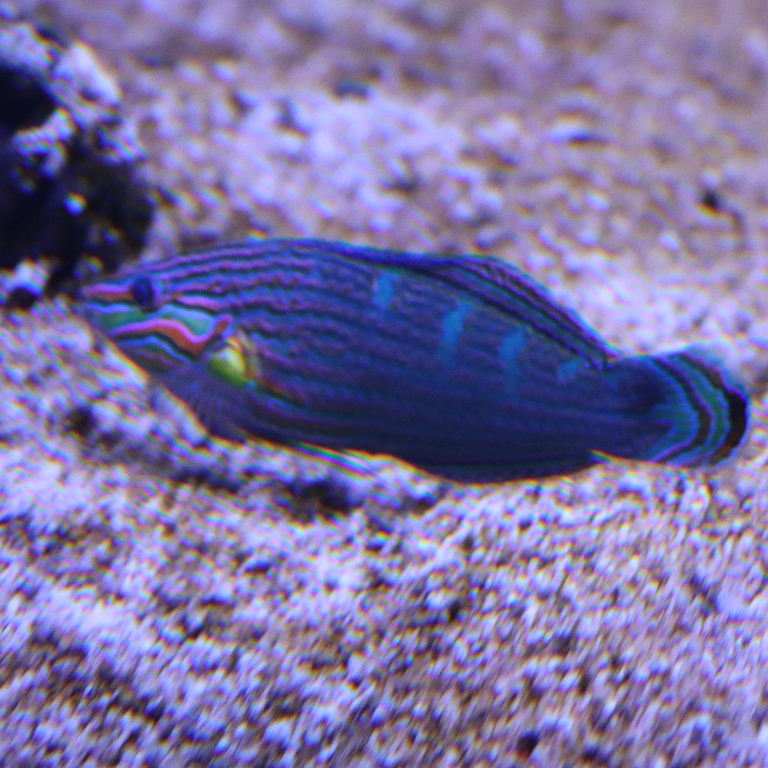Tail-spot Wrasse