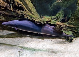 Aba-aba African Knifefish
