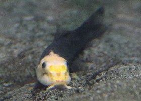 Gold-headed Chinese Algae-eater