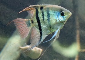 Altum Angelfish