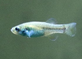 Aphanius Sahara Killifish