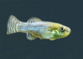 Aphanius Sahara Killifish