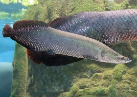 Arapaima