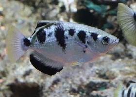 Seven-spot Archerfish
