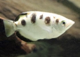 Smallscale Archerfish