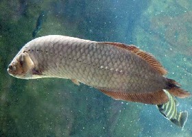 African Arowana