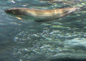Black Arowana