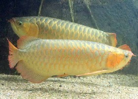 Asian Arowana or Dragonfish
