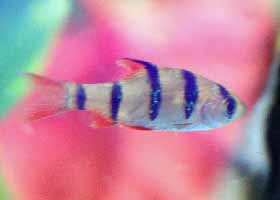 6-banded Barb
