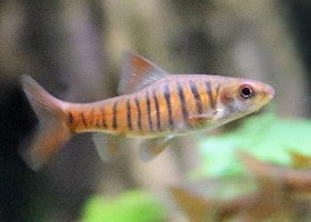 African Banded Barb