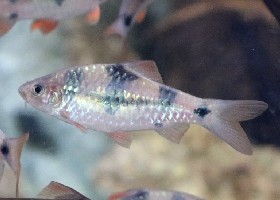 Bigspot Barb