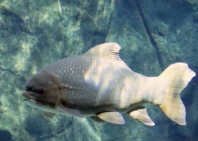 Dolphin/Humphead Barb/Carp