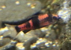 Melon Barb