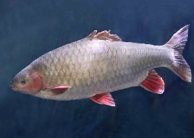 Phoenix Barb