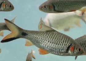 Red-cheeked Barb