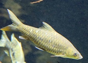 Uganda Thick-lipped Barb