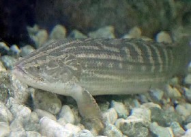 Nile Bichir
