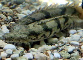 Saddled Bichir