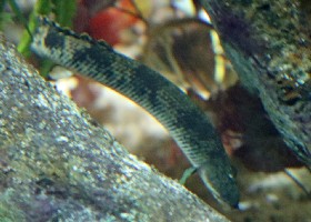 Mokelembembe Bichir