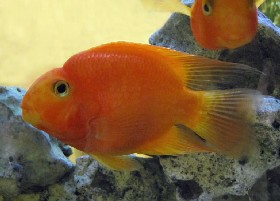 Blood-parrot Midas Vieja hybrid