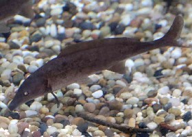Bottlenose Mormyrid