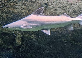False Piraiba Catfish