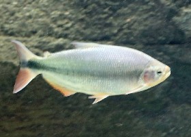 Hilary's Brycon Piraputanga