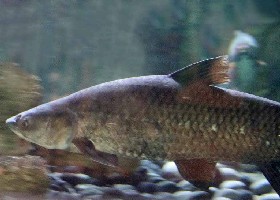 Black Carp