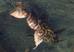 juvenile Blotched Upsidedown Catfish