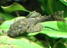 Pirareta Bristlenose Catfish