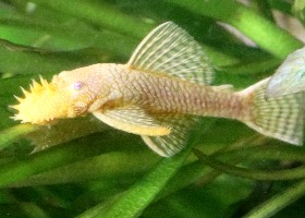 Albino Bristlenose Catfish