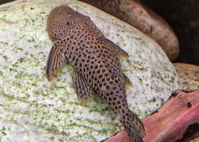 Bulldog Pleco