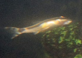 Dwarf Sucker/Oto Catfish