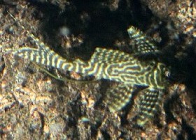 King Tiger Pleco